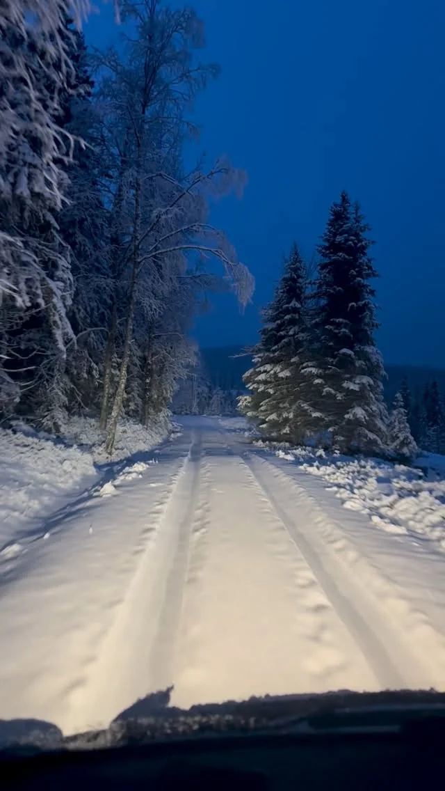 Snøsikkert ved Tretopphyttene våre ❄️#snow #vinter#norge #tretopphytte#visitnorway #snowday#vintereventyr #visitøstnorge